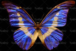 پروانه رنگی butterfly پروانه زیبا