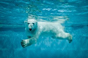 طبیعت خرس قطبی آب دریا شنای خرس