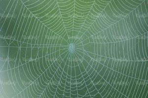 تار عنکبوت طبیعت منظره چشم انداز