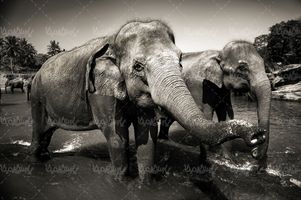 فیل باغ وحش حیوان غول پیکر