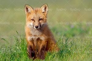 fox روباه باغ وحش حیات وحش
