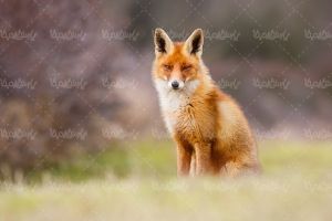 fox روباه باغ وحش حیات وحش