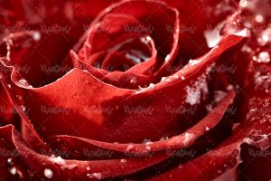 گل رز شاخه گل رز قرمز