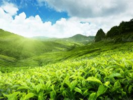 کشاورزی مزرعه چای