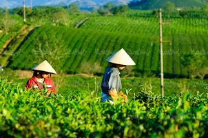 کشاورزی مزرعه چای