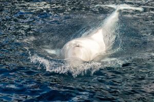 نهنگ سفید