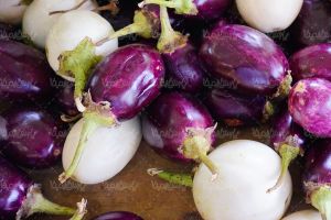 Eggplant