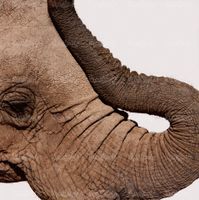 دانلود ریگان عکس فیل