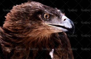 دانلود رایگان عکس عقاب