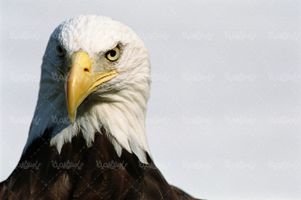 دانلود رایگان عکس عقاب