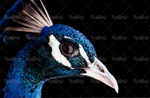 دانلود عکس رایگان طاووس