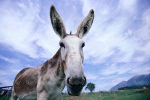 عکس با کیفیت الاغ