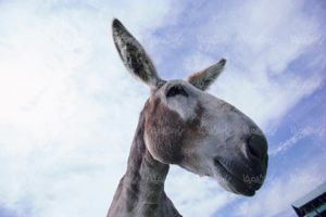 عکس با کیفیت الاغ