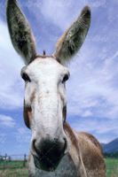 عکس با کیفیت الاغ