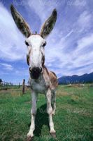 عکس با کیفیت الاغ