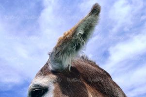 عکس با کیفیت الاغ