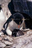 عکس با کیفیت پنگوئن