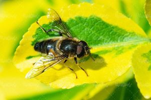 دانلود رایگان عکس زنبور عسل