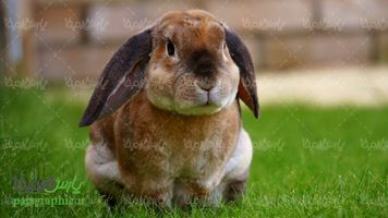 دانلود رایگان عکس خرگوش
