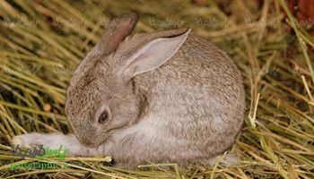 دانلود رایگان عکس خرگوش
