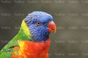 Download Free Parrot Photos
