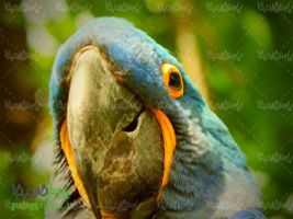 Download Free Parrot Photos
