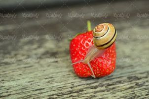 Download Free Snail Photos