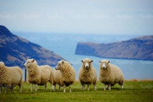 گوسفند پروار