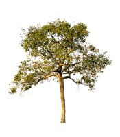 دوربری درخت