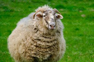گوسفند چاق