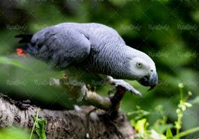 Parrot quality photos