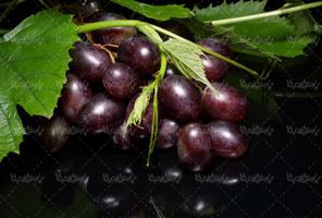 Quality photos of grapes