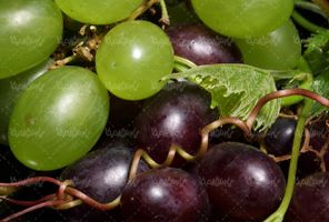 Quality photos of grapes
