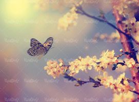 تصویر با کیفیت گل و پروانه