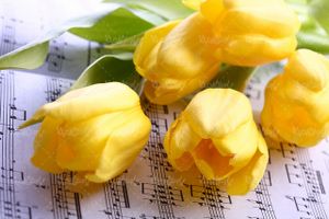 عکس با کیفیت گل طبیعی زرد