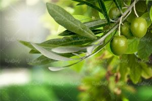 Olive quality image
