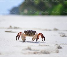 Crab