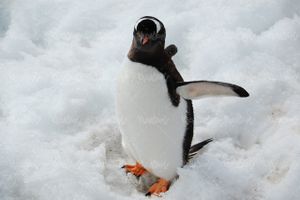 دانلود رایگان عکس پنگوئن