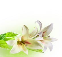 گل طبیعی
