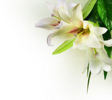 گل طبیعی