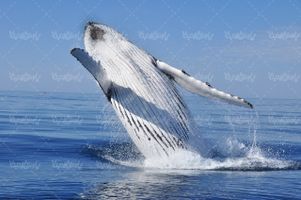نهنگ