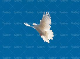 دانلود رایگان عکس کبوتر سفید