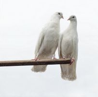 عکس کبوتر سفید