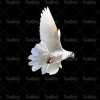 عکس با کیفیت کبوتر سفید