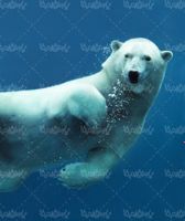 خرس قطبی