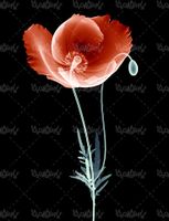 تصویر افکت دار گل
