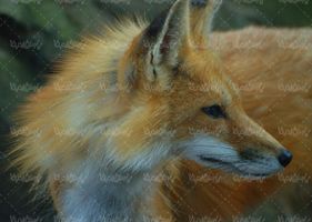 Fox quality image