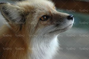 Fox quality image