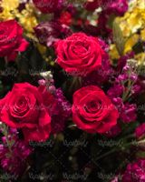 Download Free Rose Bouquet Photos