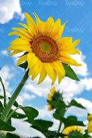 Download the image of sunflower